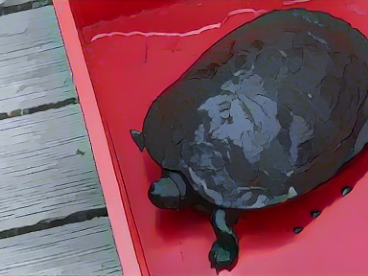 Auch diese Wasserschildkröte konnte aus dem Teich geborgen werden