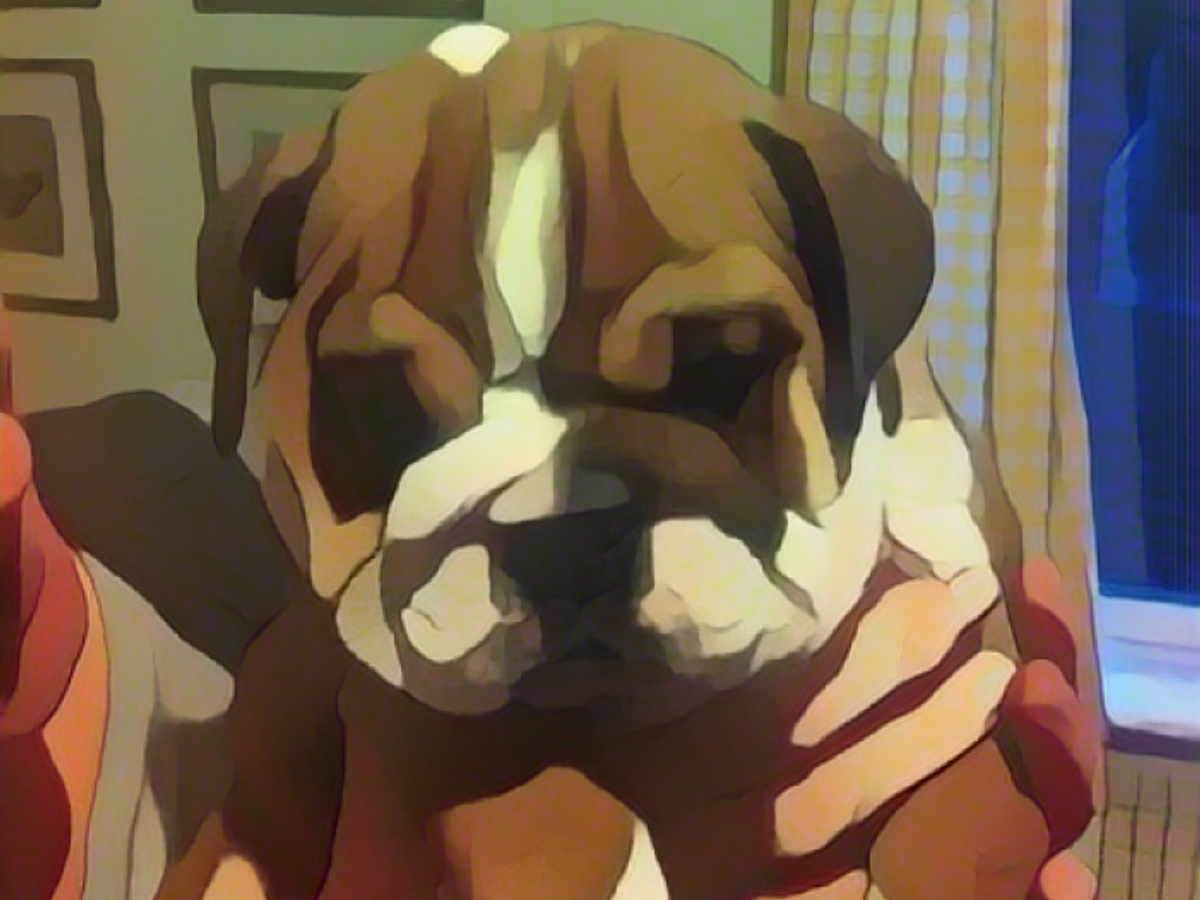 Декабрь 2012: Роско Гамильтон в образе милого щенка