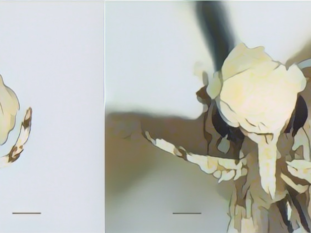 Желтовато-белые чешуйки головы и мелкие гениталии: козырьковая моль (Neopalpa donaldtrumpi).