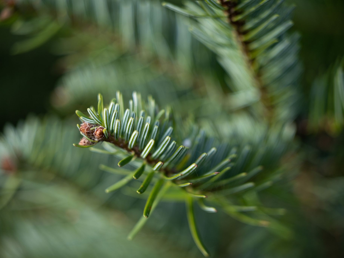 Solid range of Christmas trees from local forests