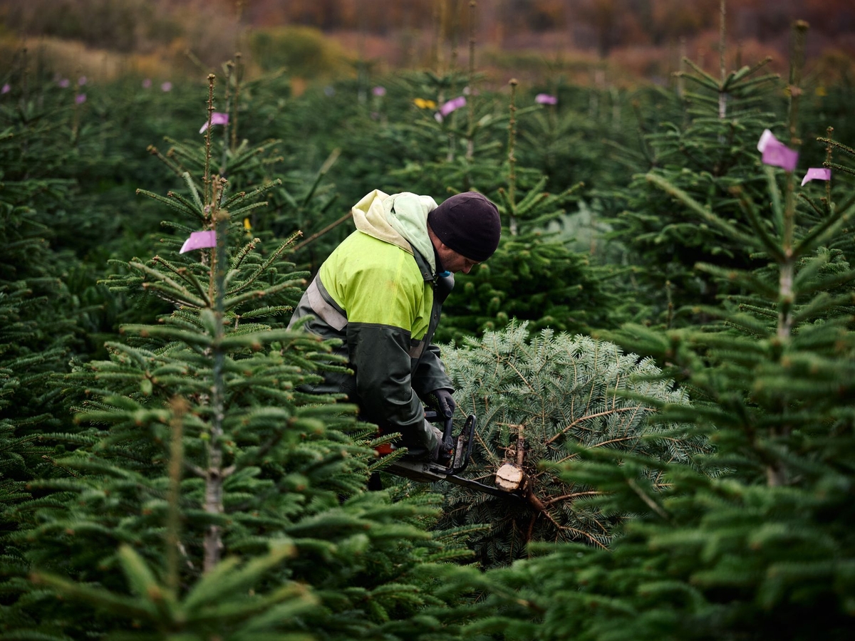 Christmas tree growers in the Sauerland start the season