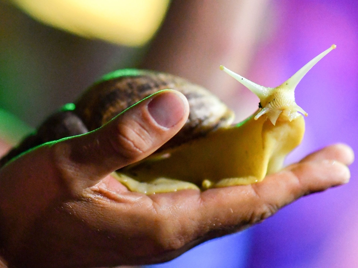 Giant snails as pets can be dangerous