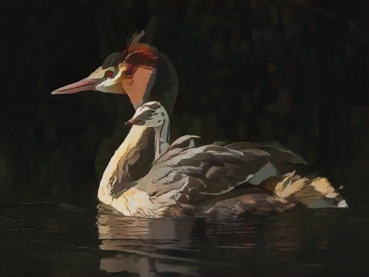 "Pūteketeke" named bird of the century in New Zealand