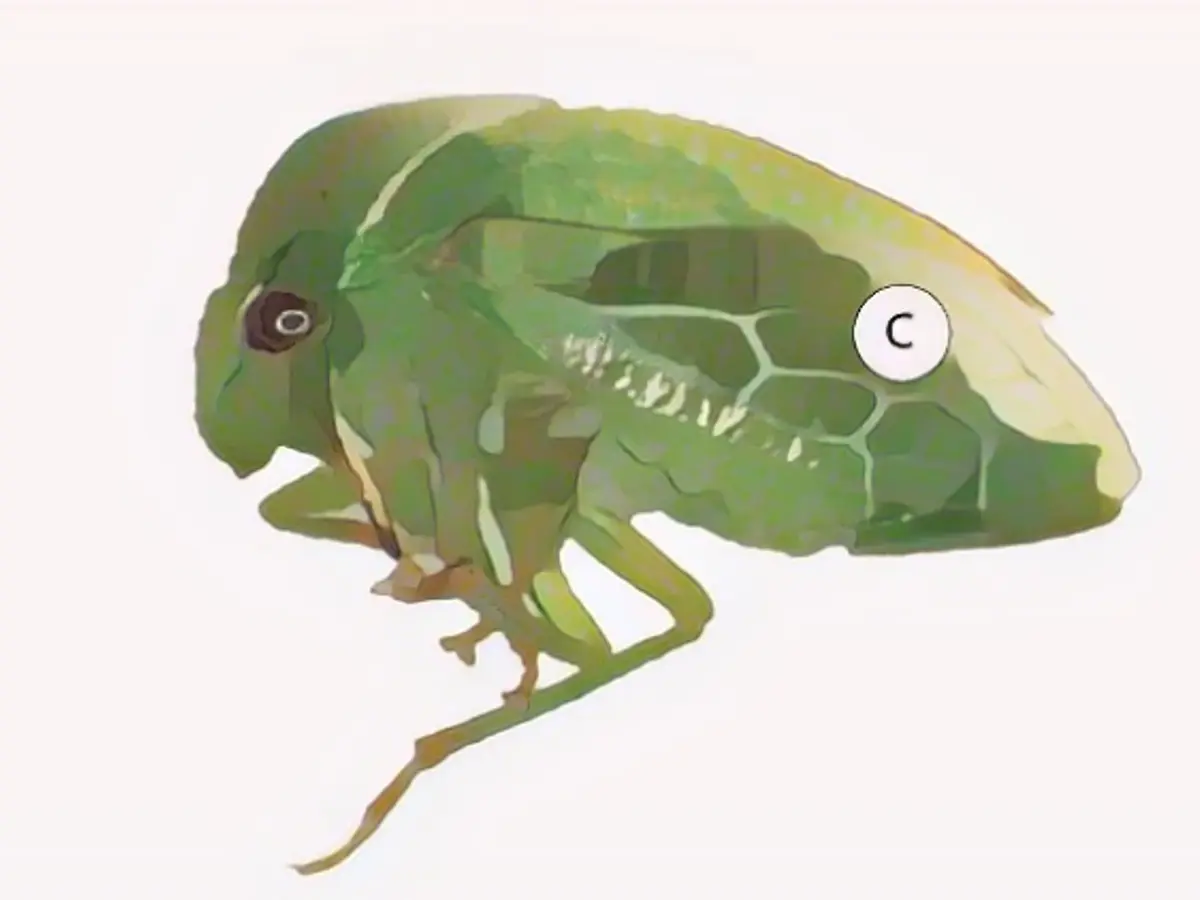 La cicadelle verte à bosse est considérée comme le vecteur du virus.