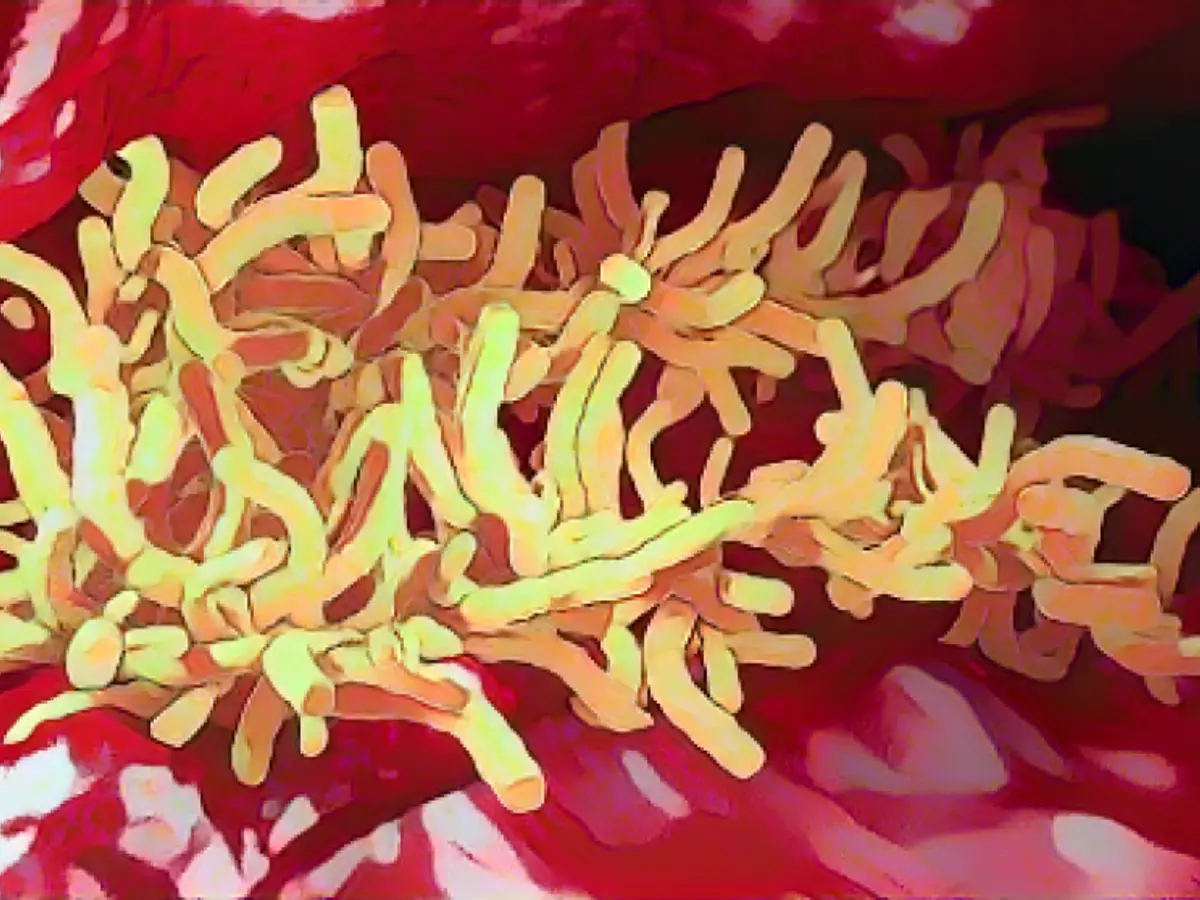 На этой иллюстрации показана бактерия туберкулеза в легких
