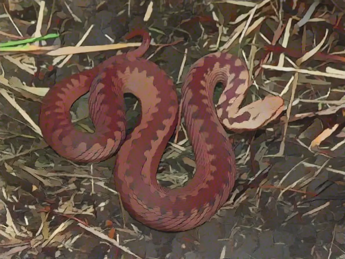 Viper Wurde Zum Reptil Des Jahres 2024 Gek Rt   Viper Wurde Zum Reptil Des Jahres 2024 Gekurt.webp