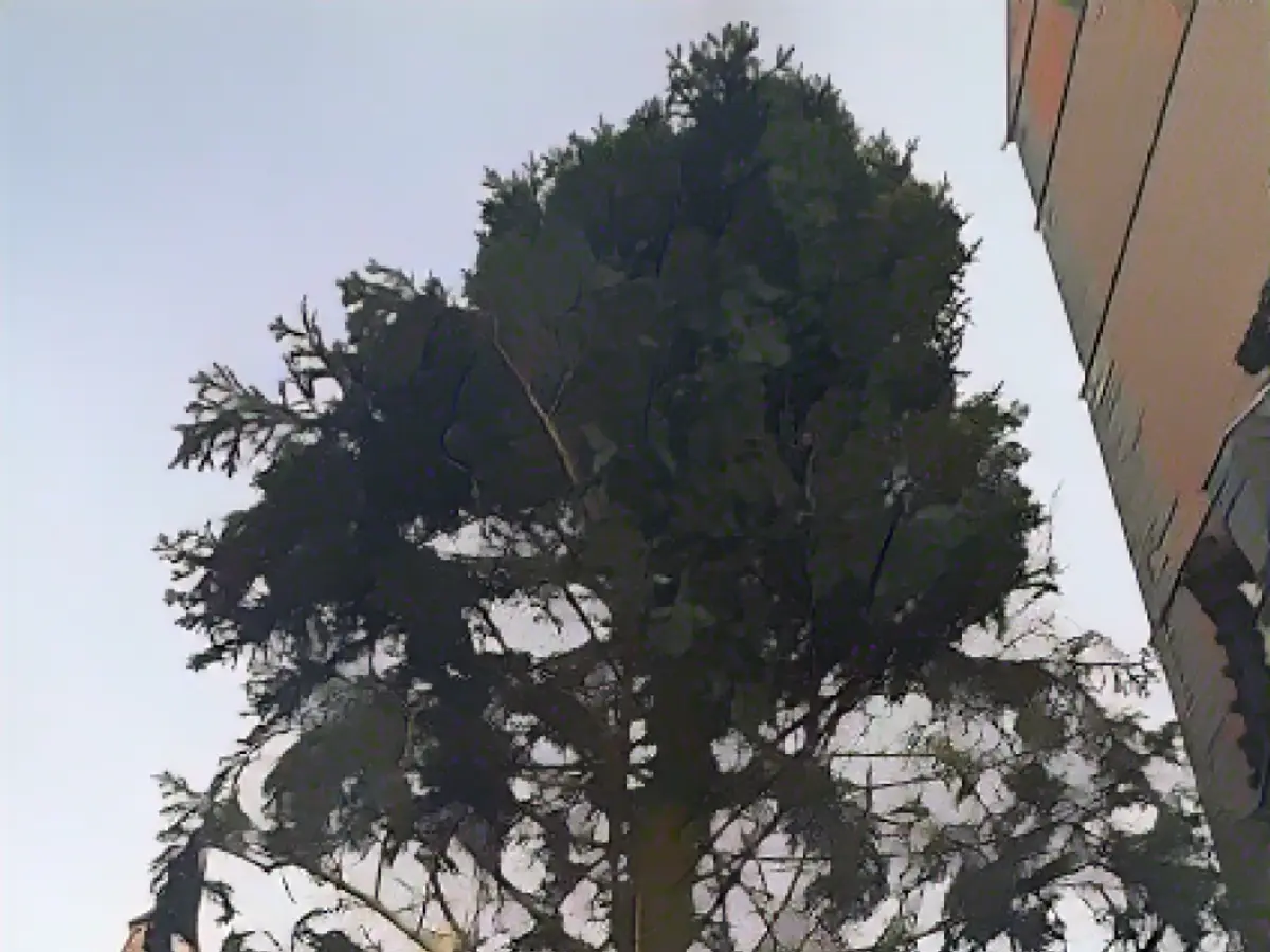 Hanover's tree needs some TLC