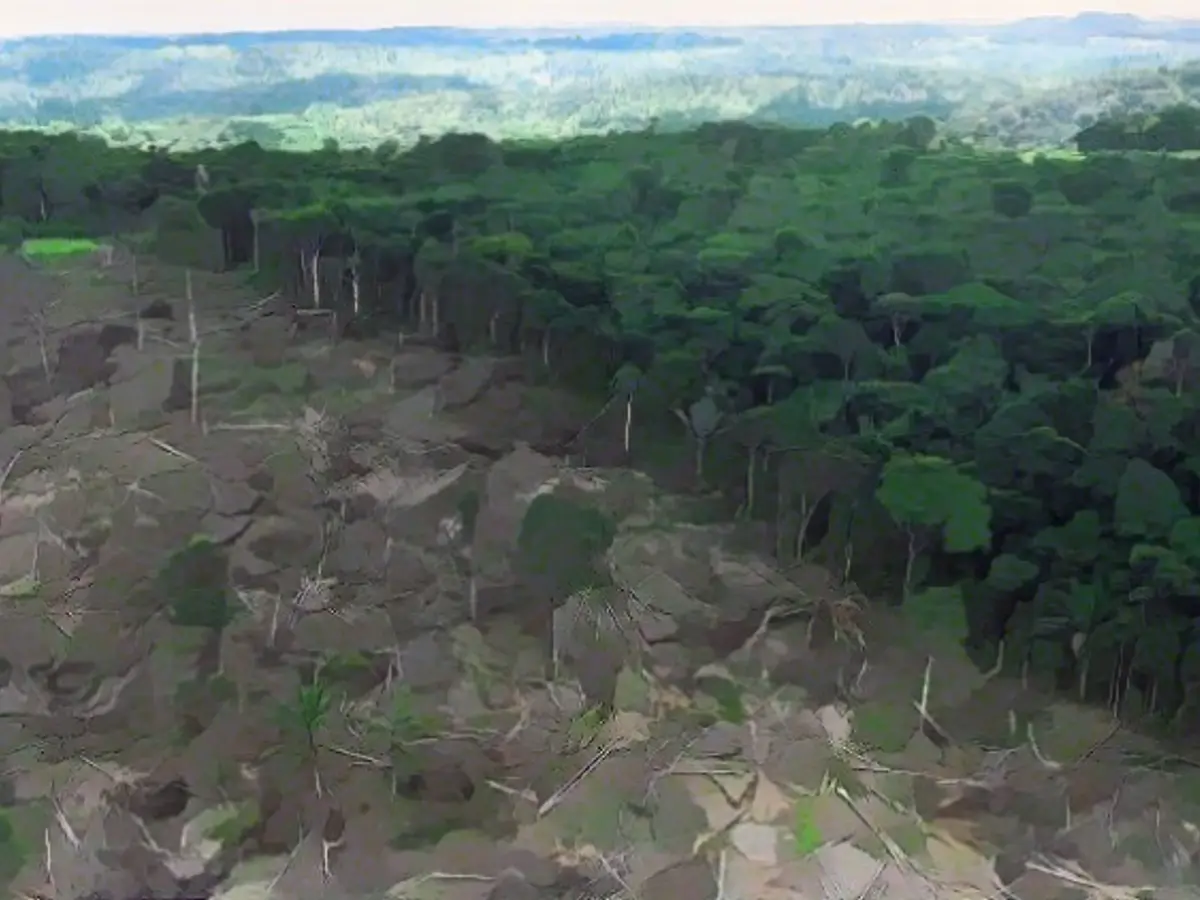 Животноводство и сельское хозяйство являются причиной обезлесения тропических лесов Амазонки.