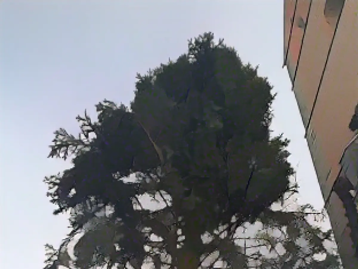 The tree at Marktkirche, while not at its most picturesque, still retains its charm The tree at Marktkirche, while not at its most picturesque, still retains its charm
