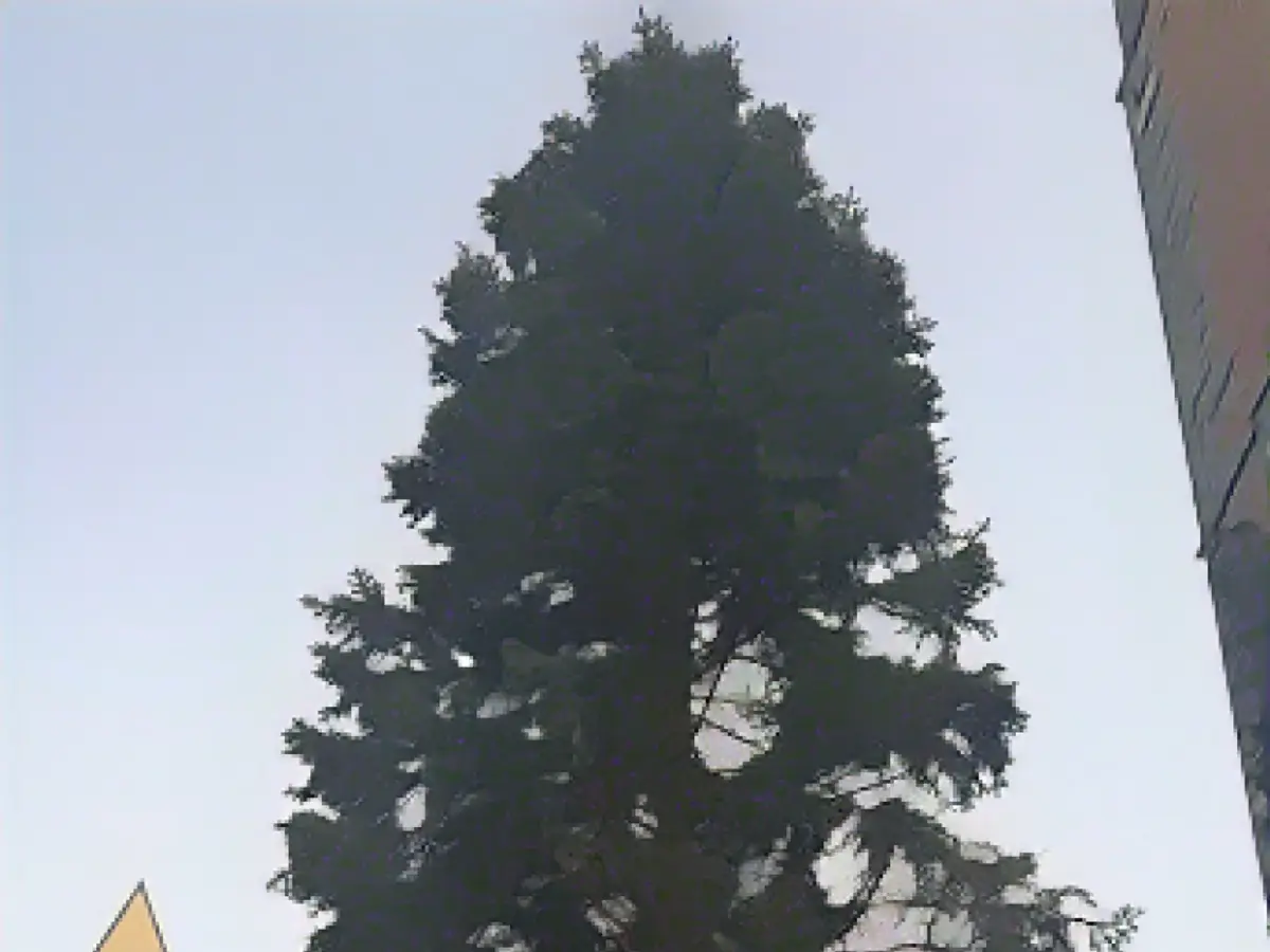 This imperfect tree at Marktkirche still stands tall and proud, if a bit sparse This imperfect tree at Marktkirche still stands tall and proud, if a bit sparse