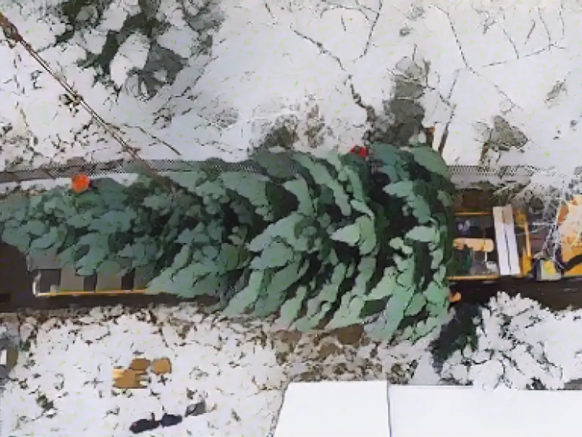 The 3.5-ton Christmas tree embarks on its journey to Berlin's Brandenburg Gate upon a low-loader