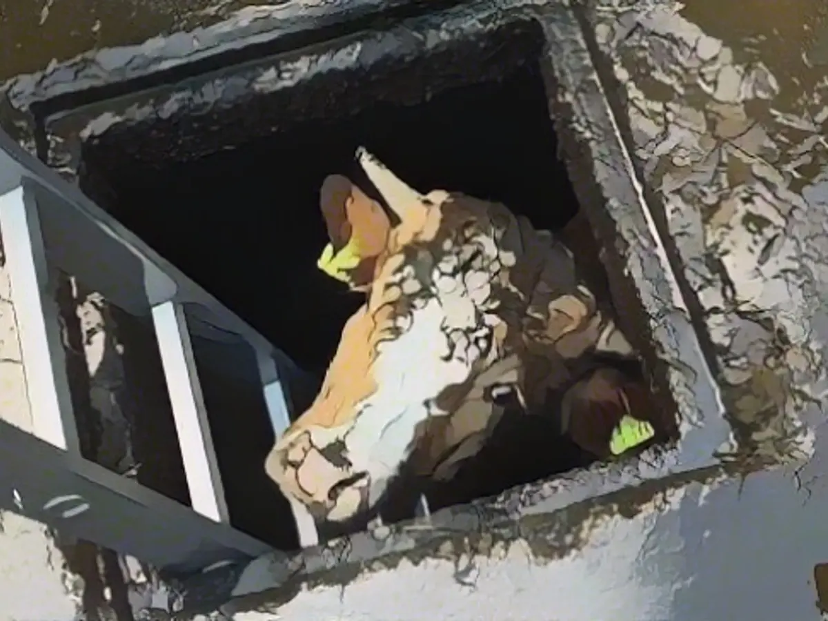 How did the moo get into the gully?