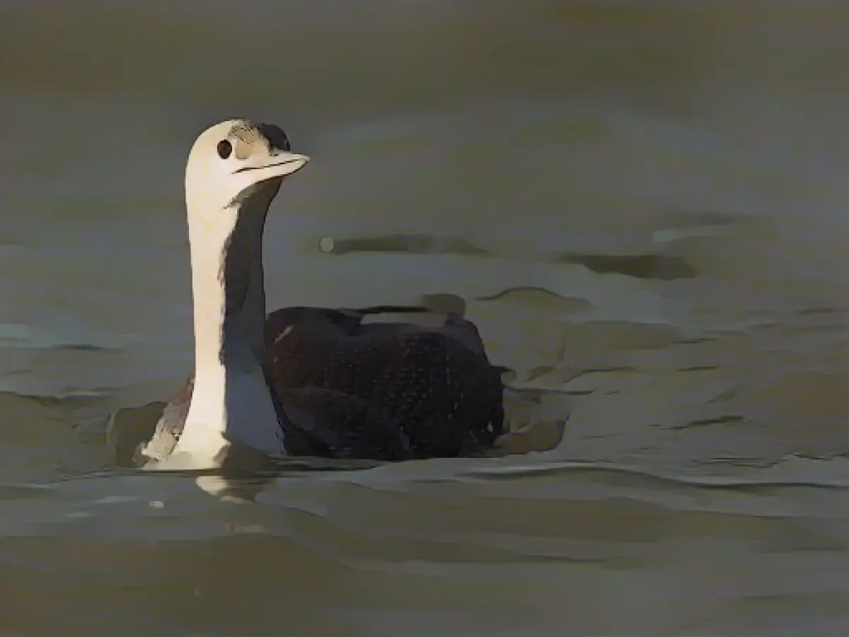 This Is The Seabird Of The Year 2024   This Is The Seabird Of The Year 2024.webp