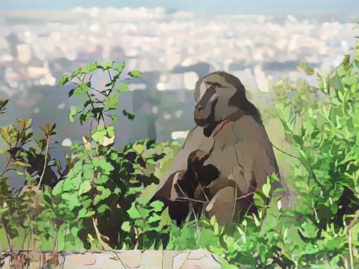 Павианы чакма смотрят на Кейптаун, Южная Африка, со склона холма.