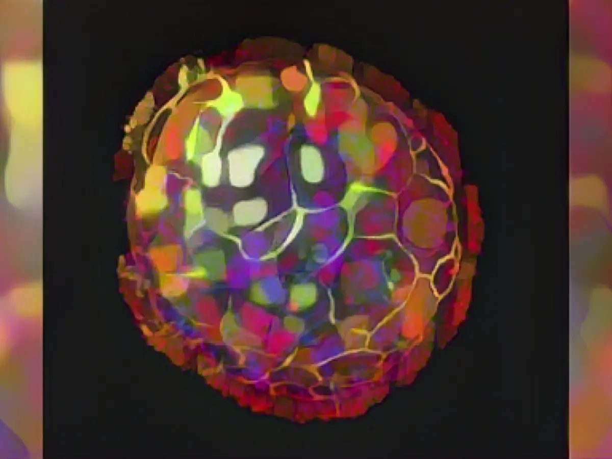 Un'immagine colorata mostra la struttura multicellulare di un antrobot. Le sue cilia superficiali gli permettono di muoversi e di esplorare l'ambiente.