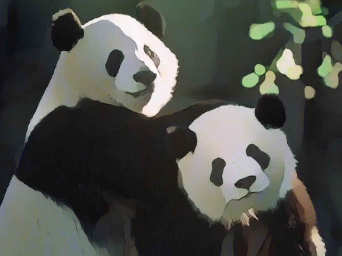 Pandorele Yang Yang, stânga, și Lun Lun se joacă împreună la Zoo Atlanta în noiembrie 1999. De atunci, ei au devenit părinții a șapte pui de panda gigant născuți la Zoo Atlanta, potrivit grădinii zoologice.