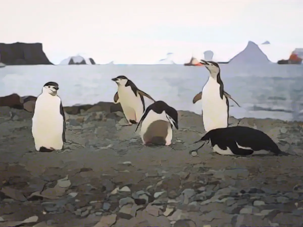 Die Antarktis entwickelt sich schnell zu einem beliebten Reiseziel für Tausende von Touristen, deren Aufenthalt in diesem unberührten Land schwerwiegende Umweltauswirkungen auf fragile Ökosysteme hat, die bereits durch die globale Erwärmung geschädigt wurden.
