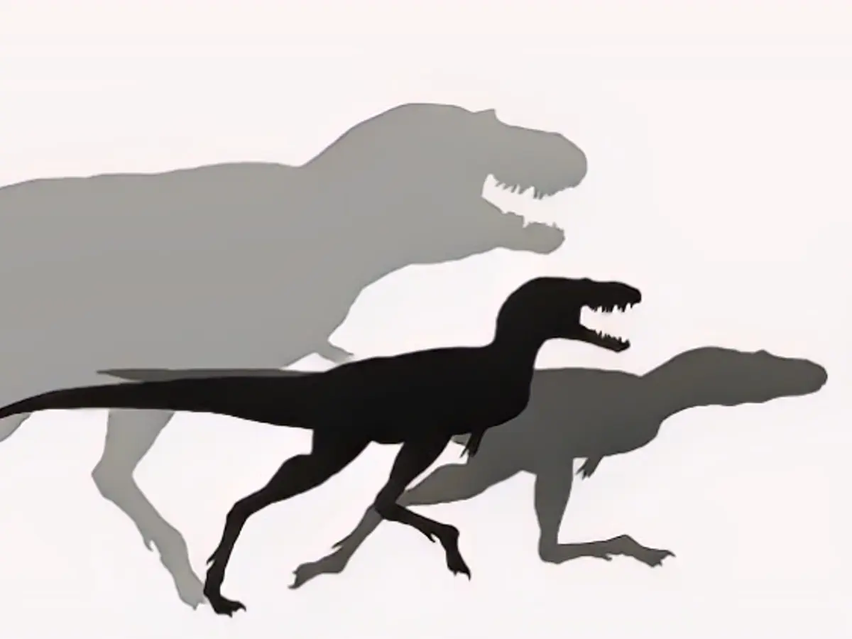 Comparaison de taille 2 : un jeune et un adulte gorgosaurus à côté d'un humain.