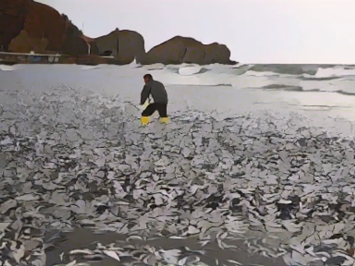 北海道で魚が大量死 原因不明