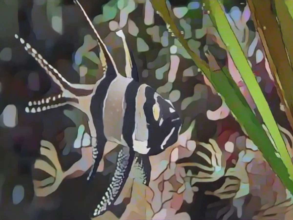 A Banggai cardinalfish: This species only has a very small distribution area.