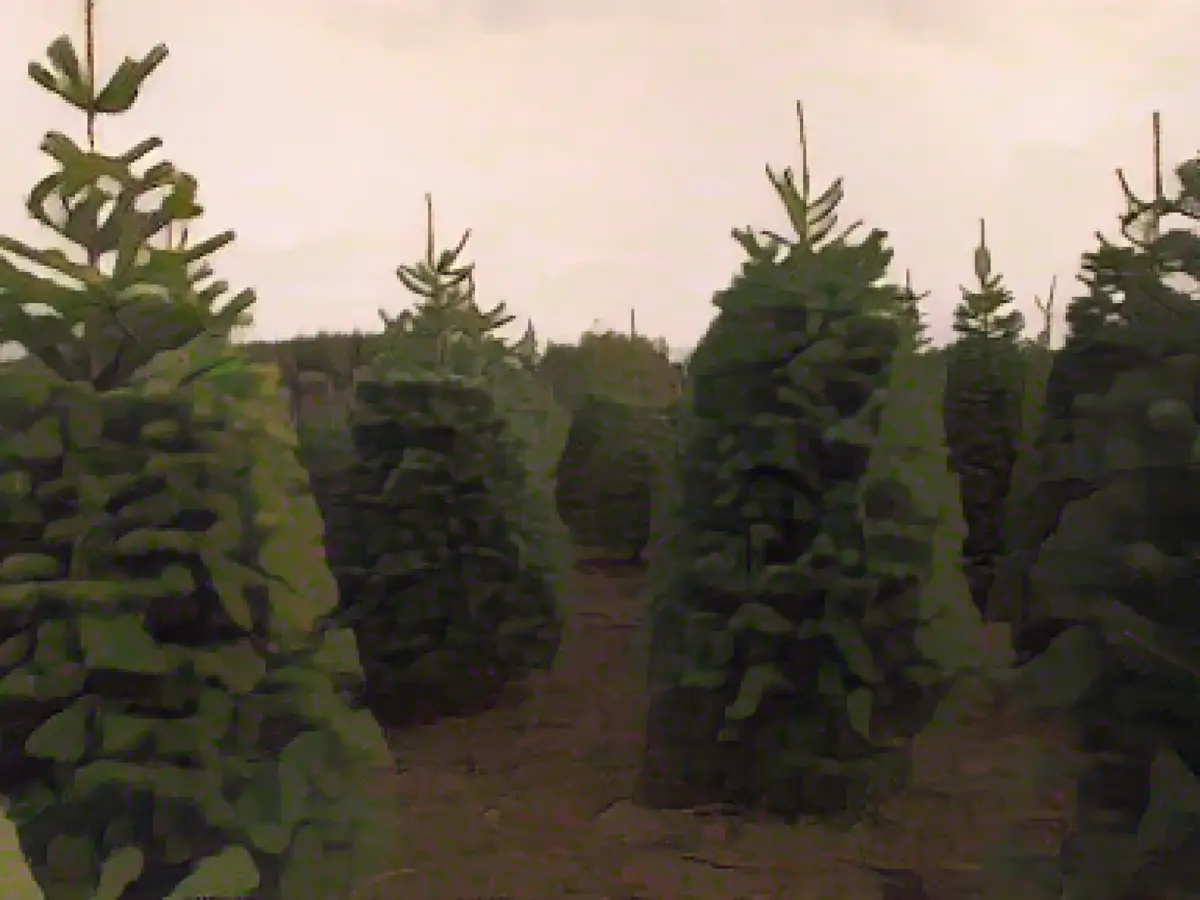 15 лучших видов живых рождественских елок (и какие выбрать)