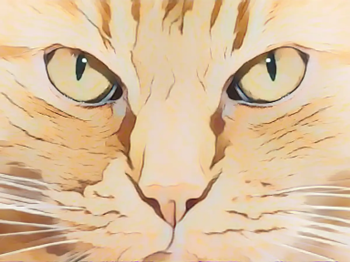 Cats and their poker face - Artificial intelligence decodes facial  expressions
