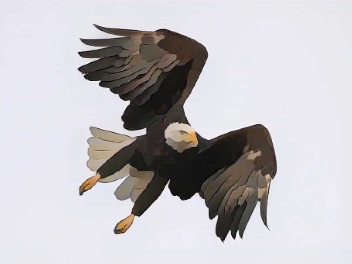 Лысый орел летит в Национальном заповеднике дикой природы Лоэсс-Блаффс в пятницу, 24 декабря 2021 года, в Маунд-Сити, штат Монтана.