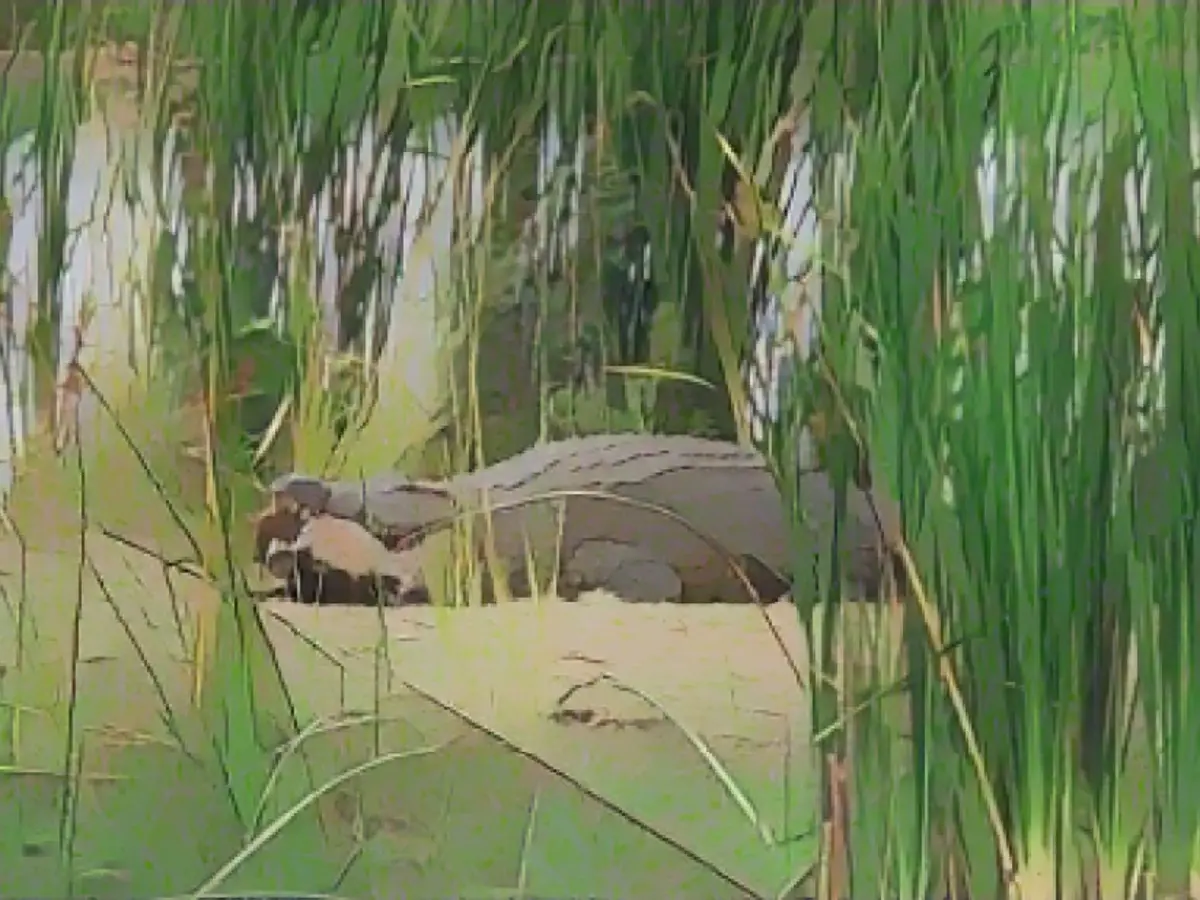 На фирменной девятой лунке пар-три гольфисты будут стрелять над озером Паник, излюбленным местом охоты местных нильских крокодилов.