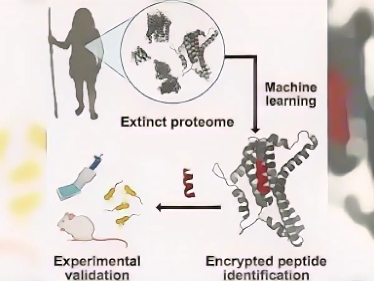 Из шести перспективных пептидов, выявленных с помощью алгоритма, один, полученный от неандертальца, оказался самым эффективным в борьбе с патогенами на зараженных бактериями мышах, говорит пионер биоинженерии Сезар де ла Фуэнте из Пенсильванского университета.