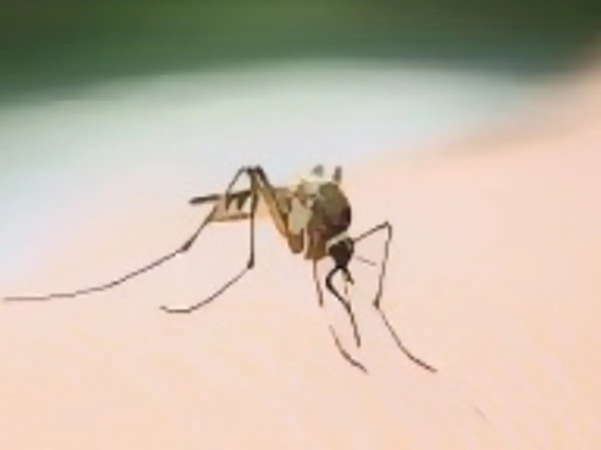 Insetto zanzara seduto sulla pelle