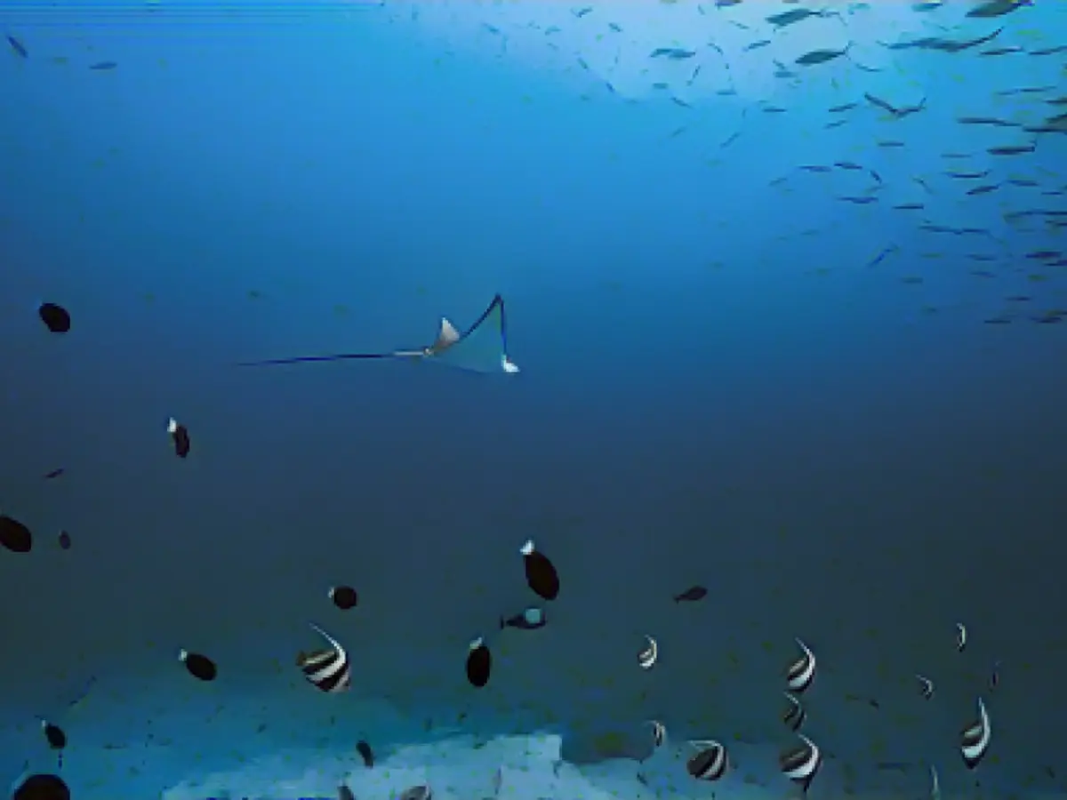 Auf einem Foto, das Anfang des Jahres in Wakuru auf den Malediven aufgenommen wurde, schwebt ein Mantarochen über Fischen. Laut Nekton bestehen die Malediven zu 99 % aus Meer und nur zu 1 % aus Land, mit einer durchschnittlichen Höhe von etwa 1,5 Metern über dem Meeresspiegel. Infolgedessen ist das Land einer wachsenden Bedrohung durch den Anstieg des Meeresspiegels ausgesetzt.