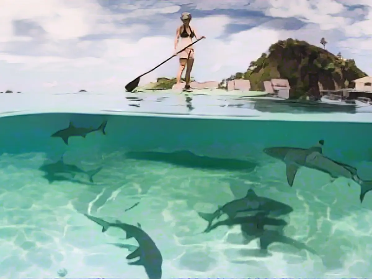 Paddleboarder gleiten in den Gewässern rund um Misour. In diesem Jahr gewann das Raja Ampat Marine Park-Netzwerk, das zehn Schutzgebiete mit einer Fläche von über 2 Millionen Hektar umfasst, den Blue Park Award.