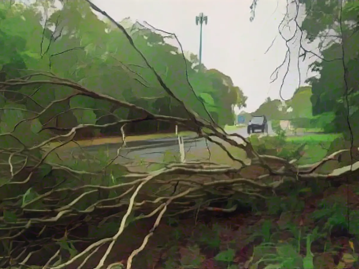 Şiddetli yağışların ardından 16 Aralık 2023 tarihinde Avustralya'nın Cairns kentindeki bir banliyöde devrilen ağaçlar.