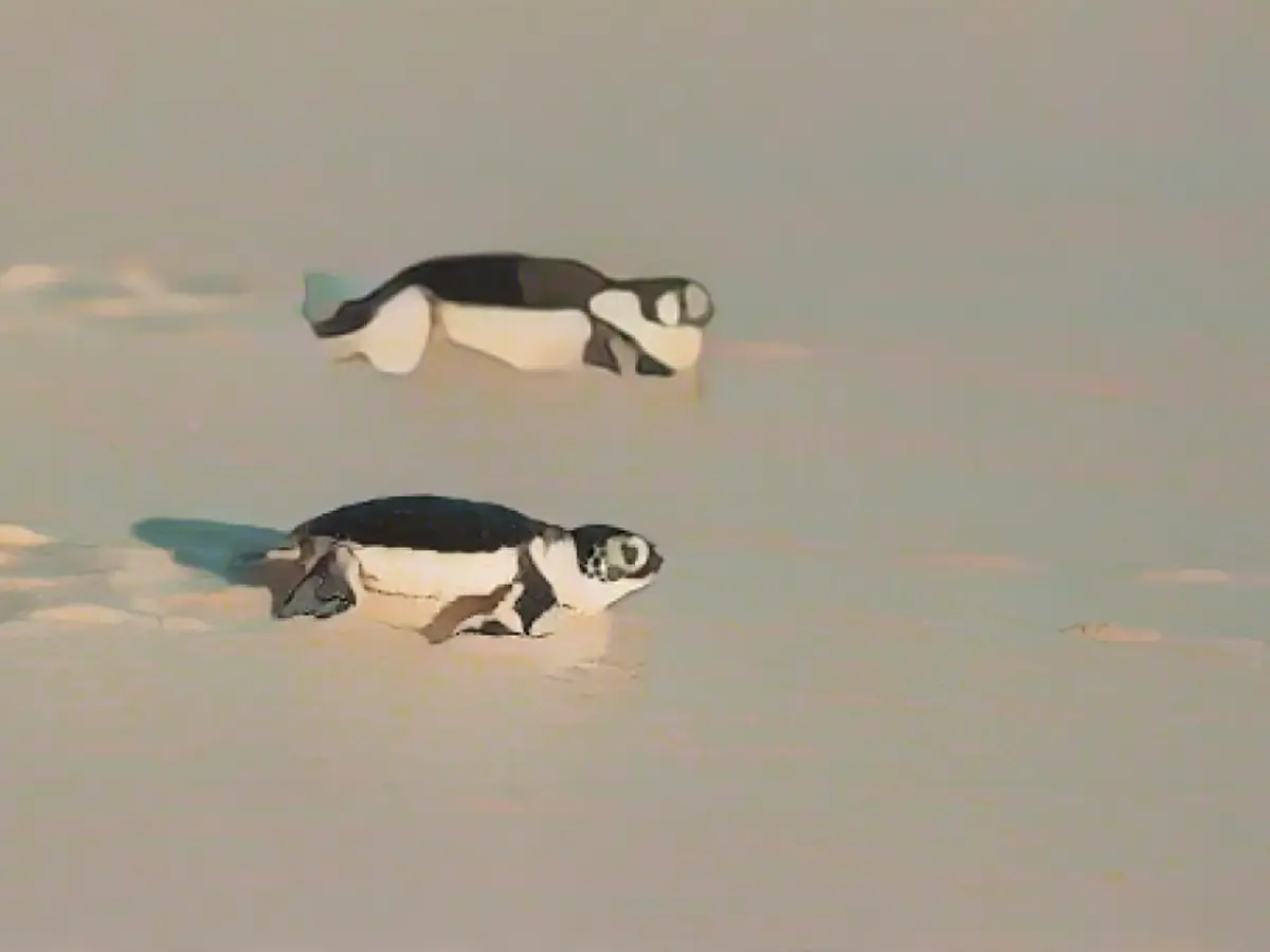 Durante a sua estadia na Ilha do Norte, os viajantes podem ajudar em projectos de conservação e compreender melhor a biodiversidade da região.