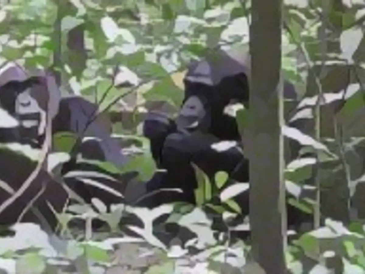 Сазерленд и Фиона, мать и дочь шимпанзе, являются частью сообщества шимпанзе Нгого в Национальном парке Кибале в Уганде. Недавно ученые запечатлели кадры, на которых Фиона протягивает матери листок, не имея при этом четких мотивов.