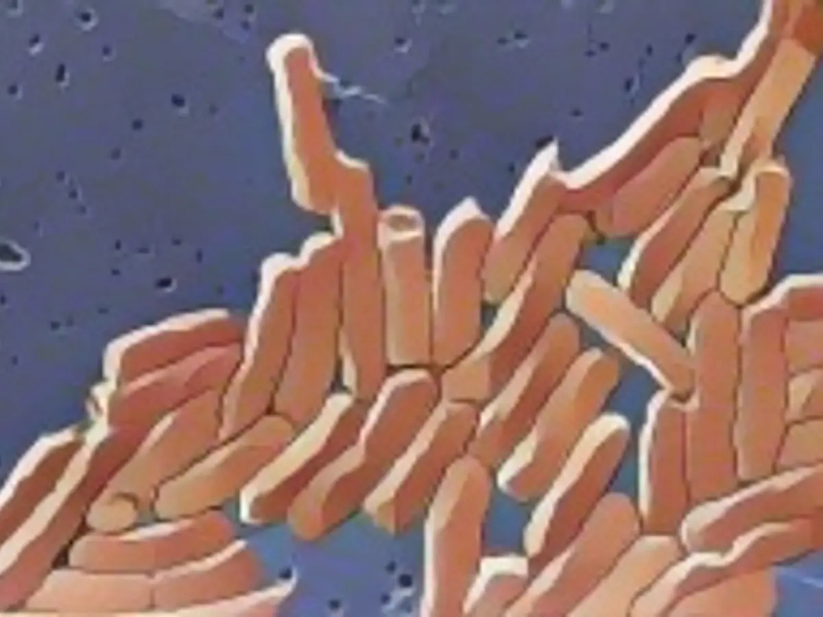 Бактерии Salmonella enterica становятся более вирулентными и, следовательно, лучше вызывают заболевания в микросреде космоса.