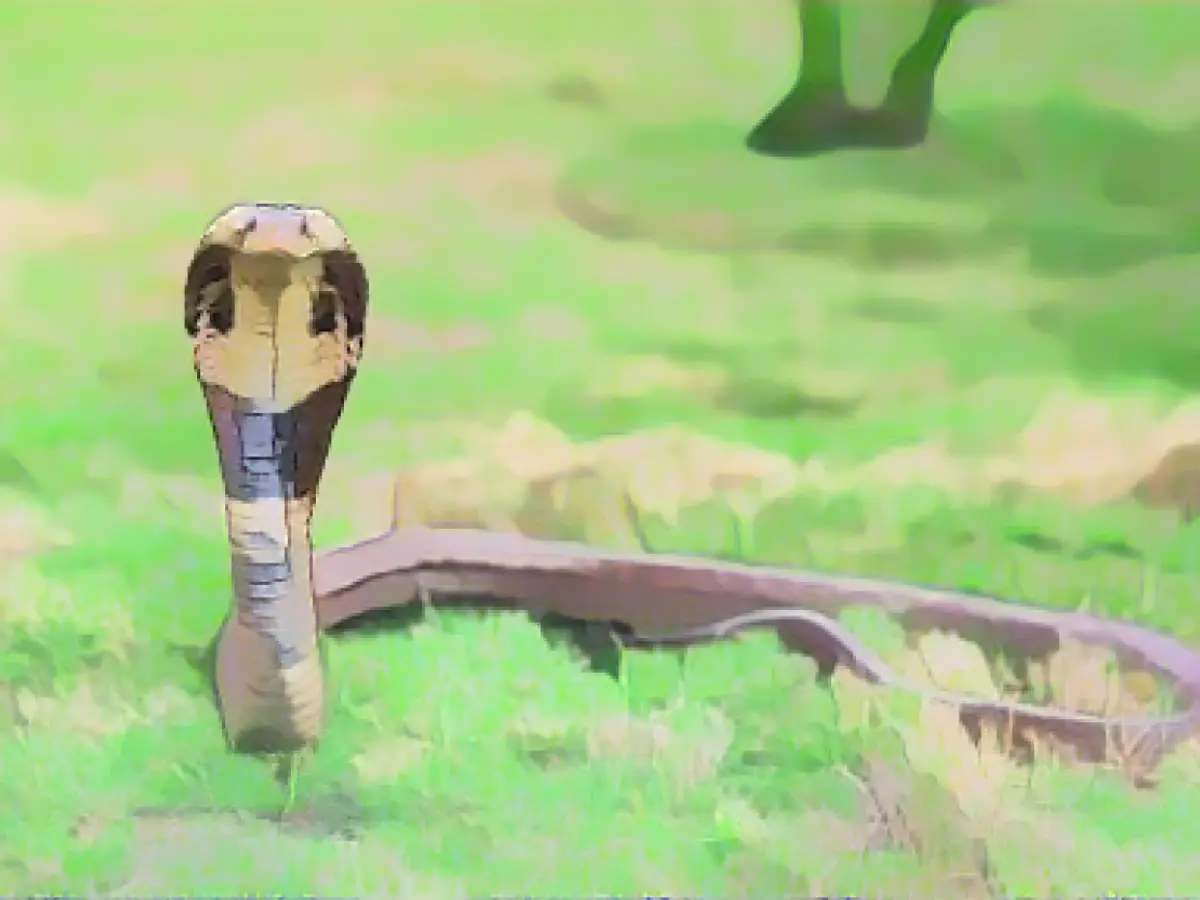 dessin de cobra cracheur