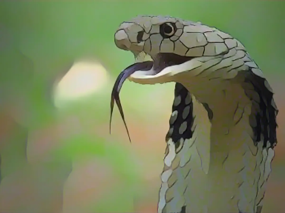 Primer plano de una cobra real en Indonesia. La cobra rey es la serpiente venenosa más larga del mundo, con toxina suficiente para matar a un elefante. Se alimentan principalmente de otras serpientes, incluidas otras cobras.