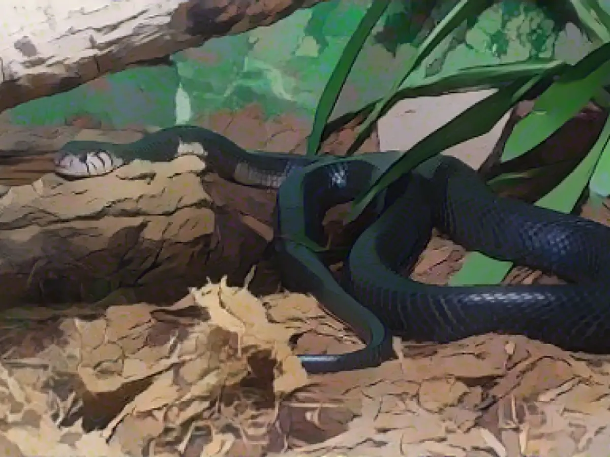 Esta cobra-da-floresta reside no BioPark Zoo em Albuquerque, Novo México. Na natureza, encontram-se em florestas e arbustos na maior parte da África subsariana.