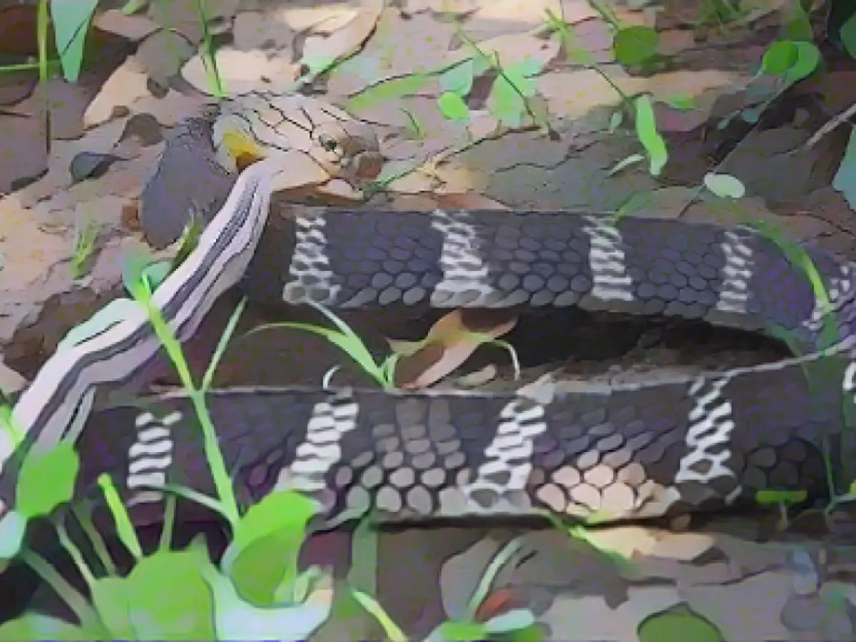 Esta cobra real de Tailandia se da un festín con otra serpiente.