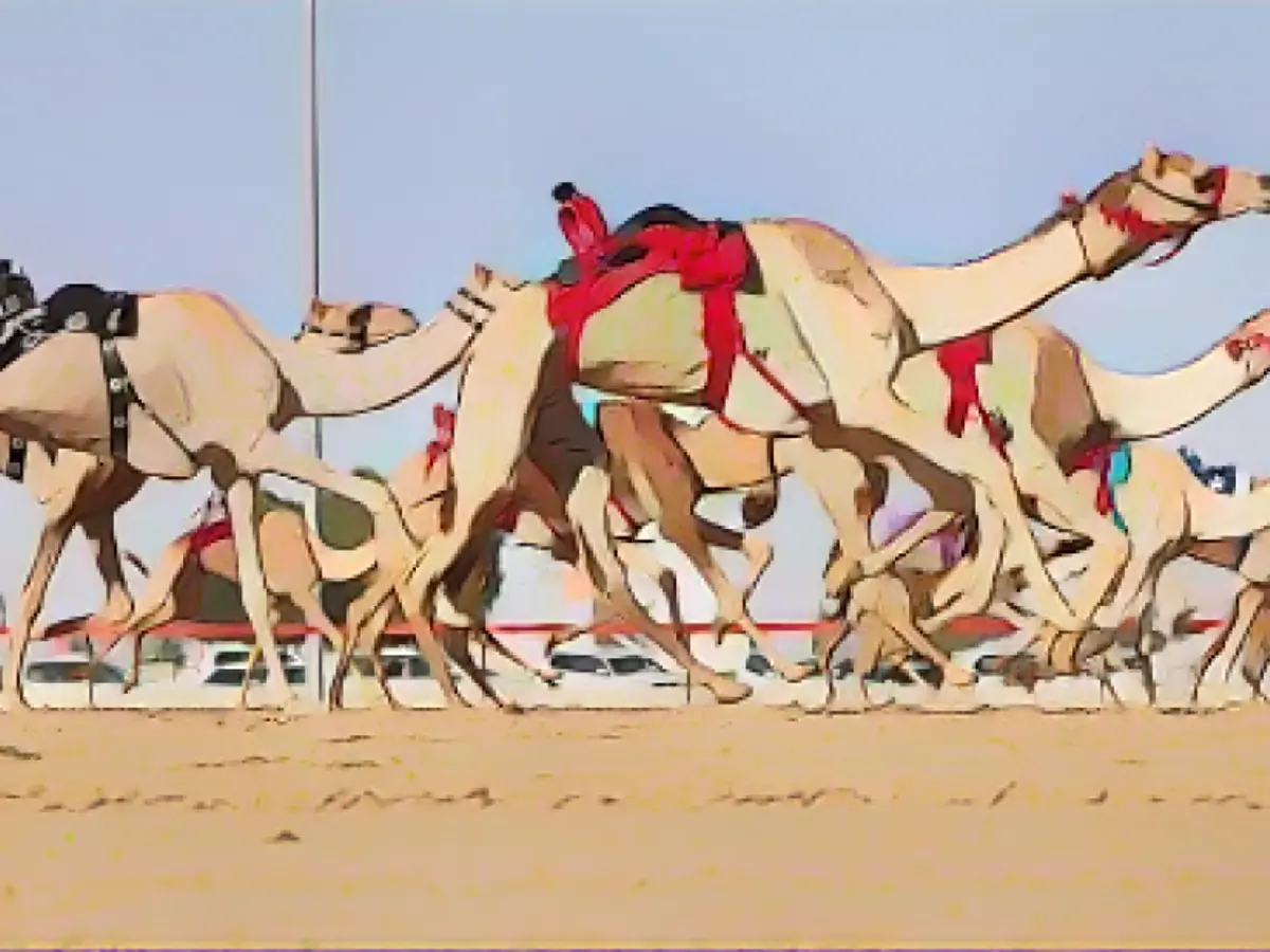 Верблюжьи бега - традиционный вид спорта на Ближнем Востоке. Но если раньше дети-жокеи были обычным явлением, то в таких странах, как Объединенные Арабские Эмираты, их заменили легкие роботы-жокеи. Роботы-жокеи состоят из металлической рамы с дистанционным управлением.