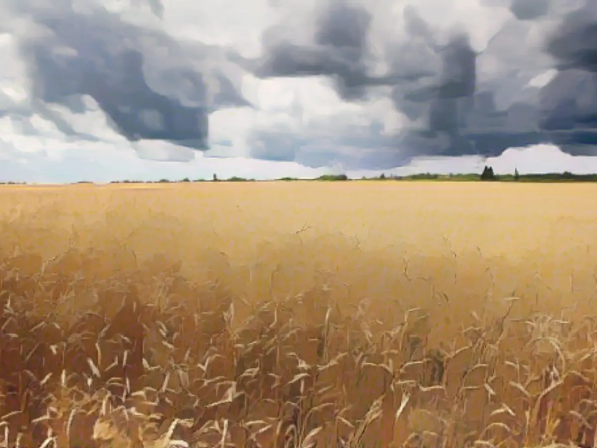 Пшеница растет на поле возле Ужгорода, Закарпатская область, Западная Украина, июль 2020 года.