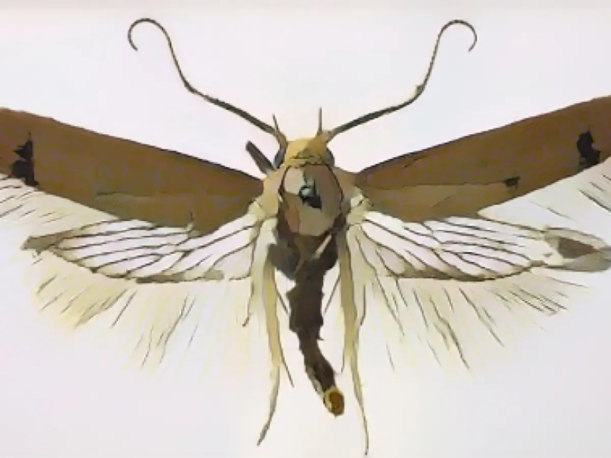 Охотник-любитель за мотыльками заметил Tachystola mulliganae в Лондоне, но ученые установили, что новый вид на самом деле обитает в Западной Австралии.