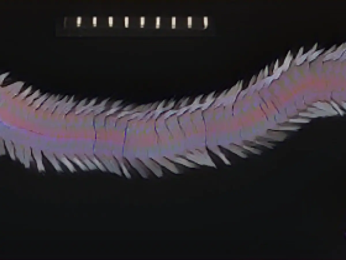 Neanthes visicete - многощетинковый червь, обнаруженный на туше кита у побережья Байрон-Бей в юго-восточном австралийском штате Новый Южный Уэльс. Некоторые многощетинковые черви питаются костями останков морских животных.