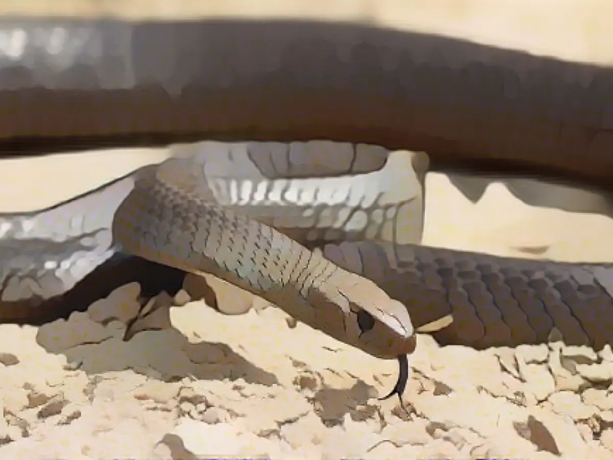 Ölümcül bir Avustralya doğu kahverengi yılanı 2012 tarihli bu dosya fotoğrafında Sidney'de görülüyor. Avustralya Müzesi'nin internet sitesine göre bu yılan türü Avustralya'nın doğusunda yaygın olarak görülüyor.