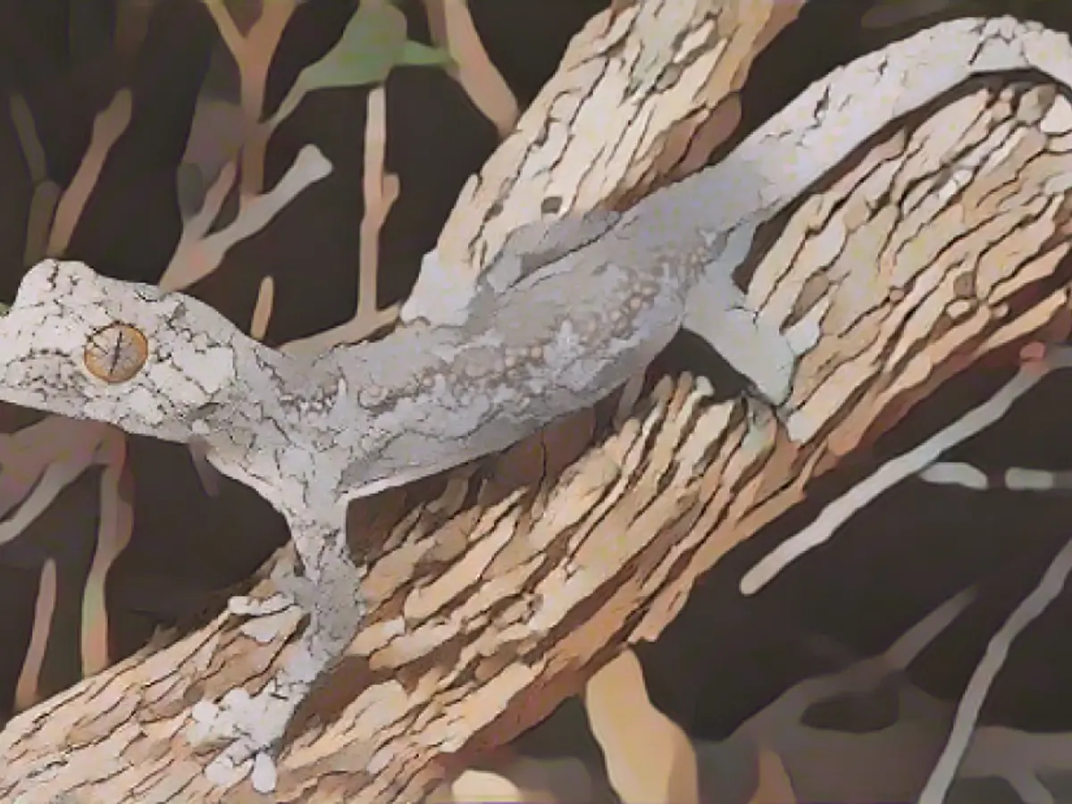 Noua specie de gecko cu coadă mai mică, Strophurus spinula, recent descoperită, trăiește în Australia de Vest. Pe lângă ochii săi cu un model neobișnuit, gecko poate să arunce cu sclipici din coadă.