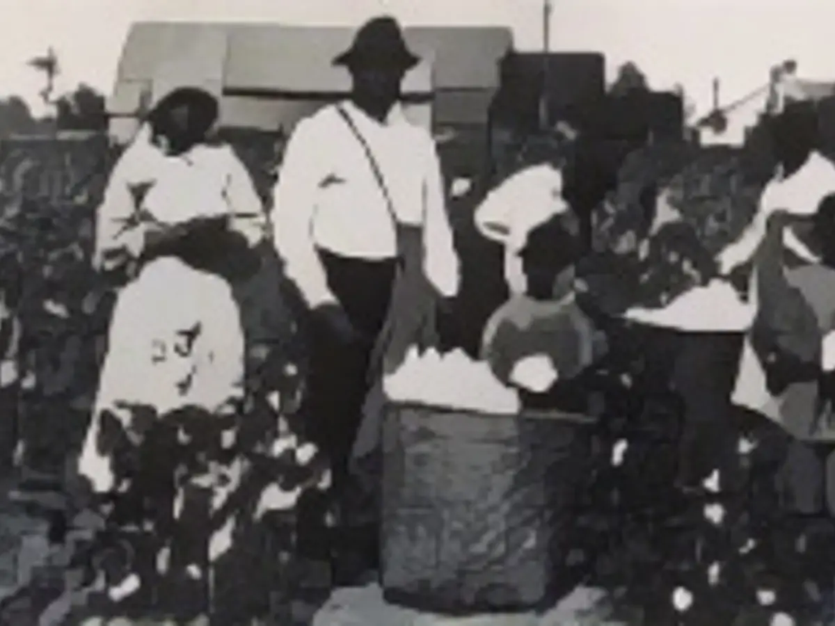 Афроамериканские мужчины, женщины и дети собирают хлопок на хлопковом поле и складывают его в соломенные корзины, около 1890 года. (Фото: Lightfoot/Getty Images)