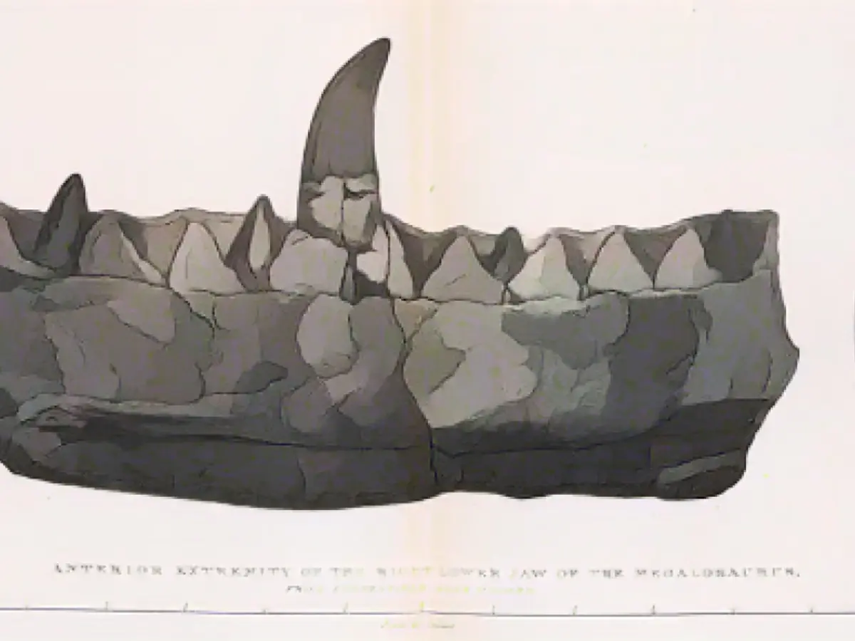 Eine Gravur des Megalosaurus-Kiefers nach Zeichnungen von Mary Morland aus der 