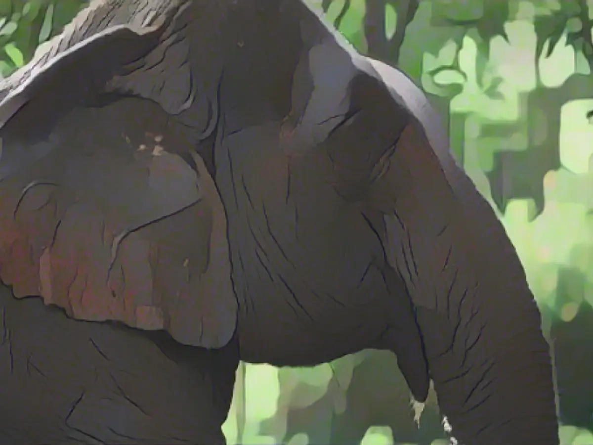 Toți elefanții din tabără provin de la Golden Triangle Asian Elephant Foundation, care salvează elefanții de pe străzi, invitându-i în același timp pe proprietarii și familiile lor să se alăture animalelor într-un mediu sigur și verde.