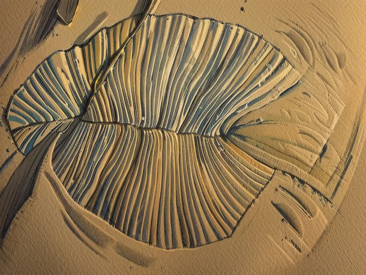 Ein Foto zeigt den Abguss eines 560 Millionen Jahre alten Dickinsonia costata-Fossils, das in Südaustralien gefunden wurde. Mit einer Länge von mehr als einem Meter ist das Wesen das größte bekannte Tier aus dieser Zeit.